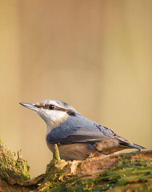 Nuthatch