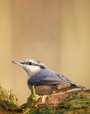 Nuthatch