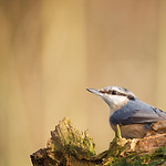Nuthatch