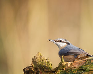 Nuthatch