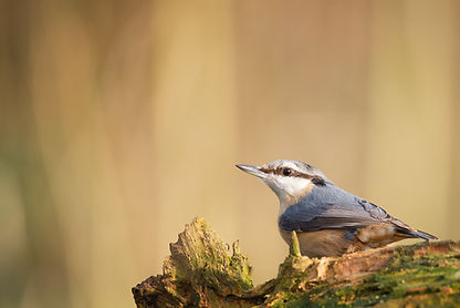 Nuthatch