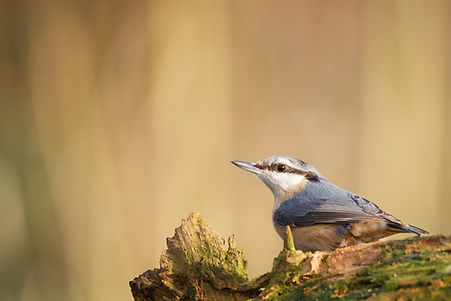 Nuthatch