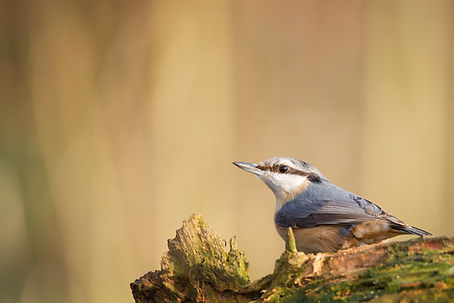 Nuthatch