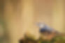 Nuthatch