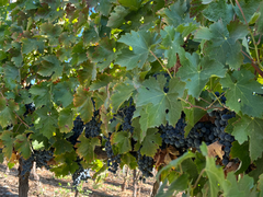 VIÑA MONTGRAS MOSTRÓ COMO SE REALIZA PROCESO DE COSECHA