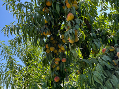 REVISA EL NEWSLETTER DEL MES DE ENERO DE ASOCIACIÓN AGRICULTORES DEL MAIPO