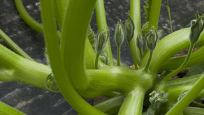 REVISA EL NEWSLETTER DEL MES DE SEPTIEMBRE DE ASOCIACIÓN DE AGRICULTORES DEL MAIPO