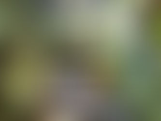 Deixe o verde entrar