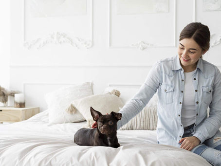 Hotelaria pet-friendly: como adaptar o hotel para receber animais de estimação