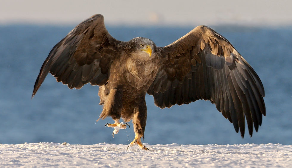 (GB) White-tailed Eagle landing 18P
