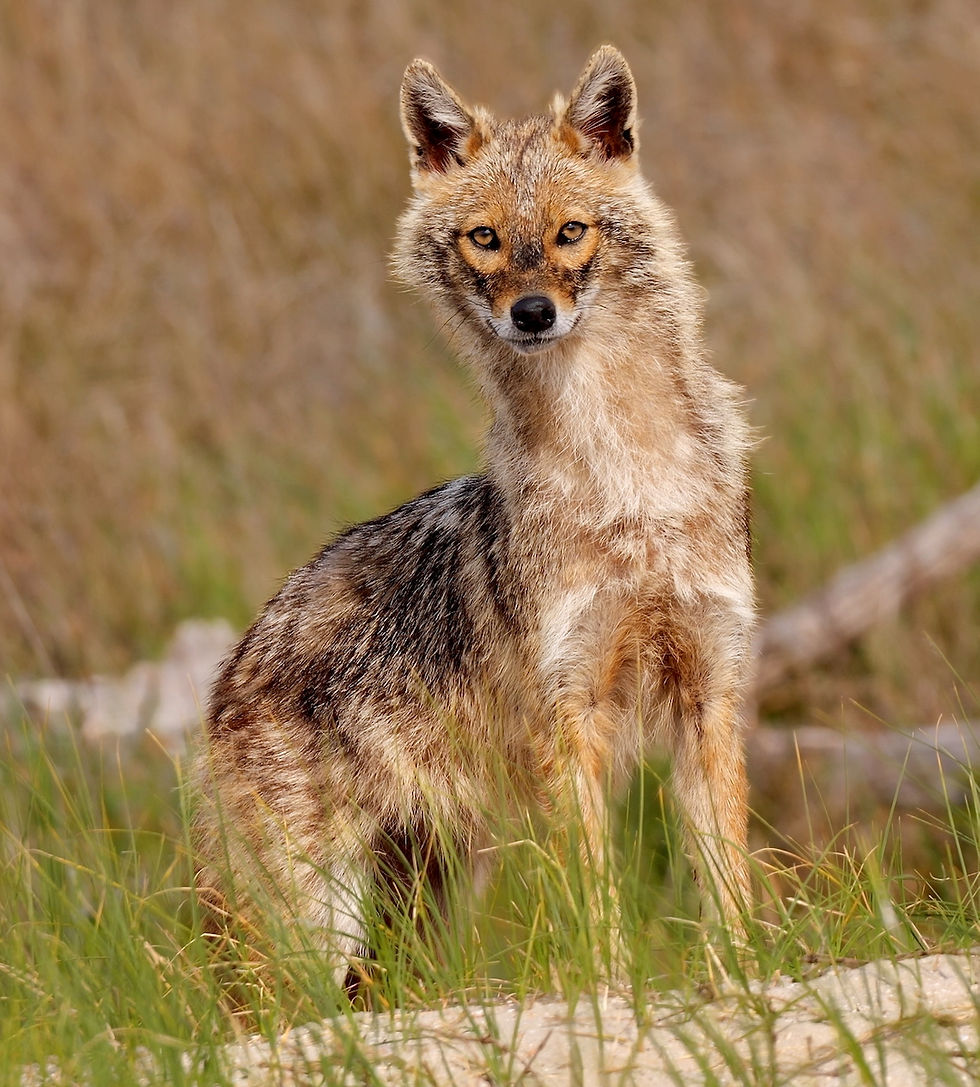Alert Golden Jackal