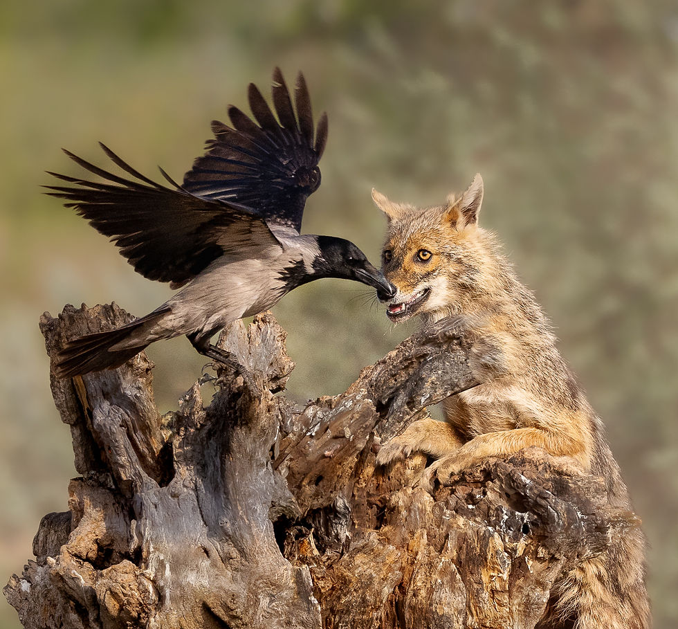 (BB) Hooded Crow and Golden Jackal encounter 19P