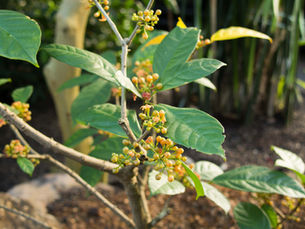 Cerasee Tea Benefits -Turmeric - Bissy - Fever Grass - Natural Remedies