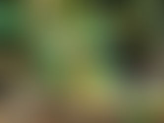 Cerasee Tea Benefits -Turmeric - Bissy - Fever Grass - Natural Remedies