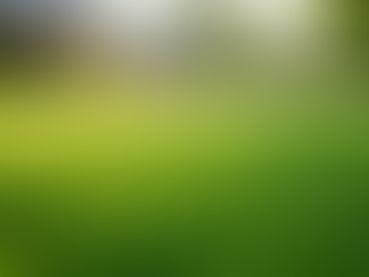 Top Lawn Care Tips for Busy Homeowners