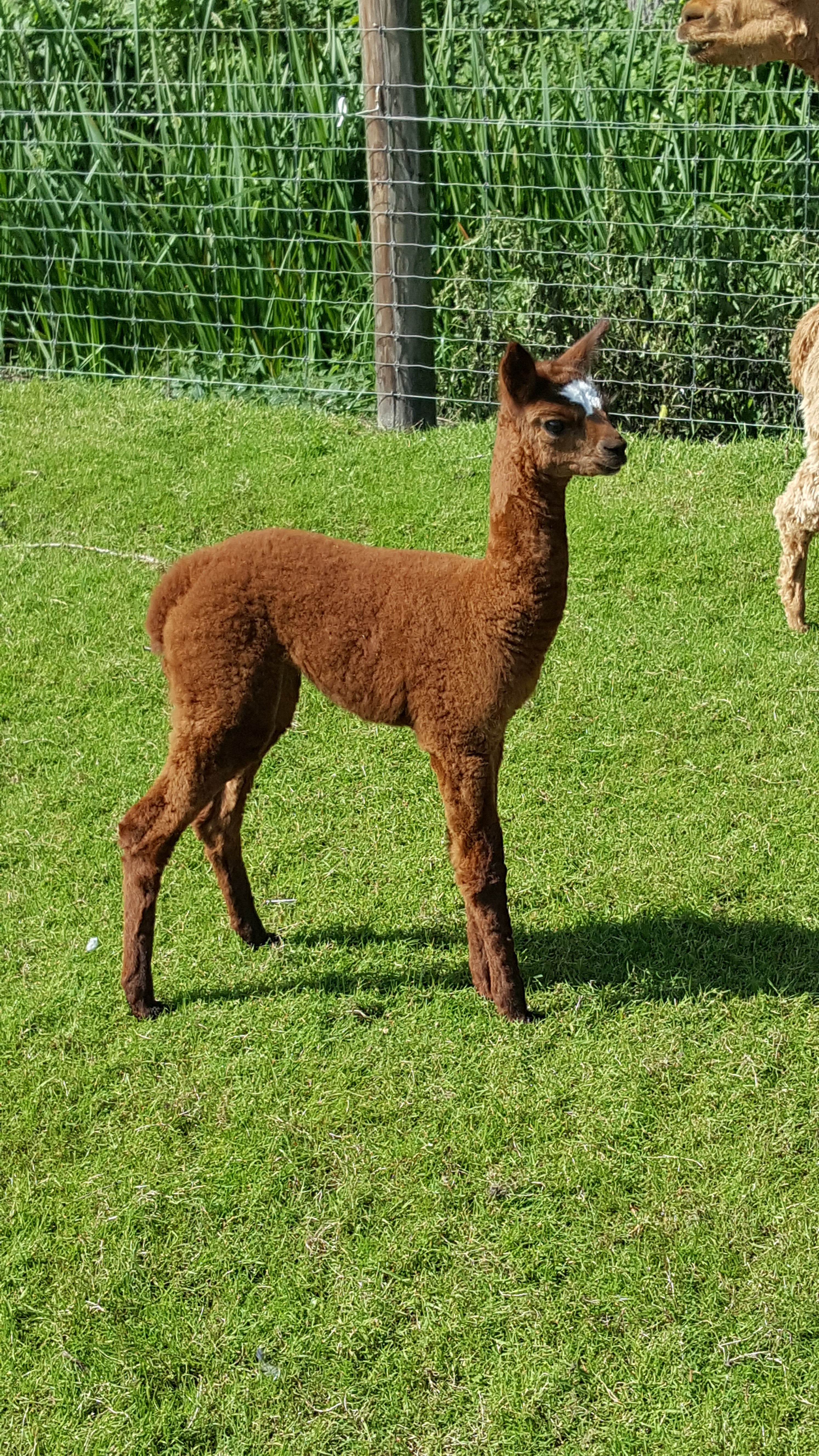 Alpaca Veulen
