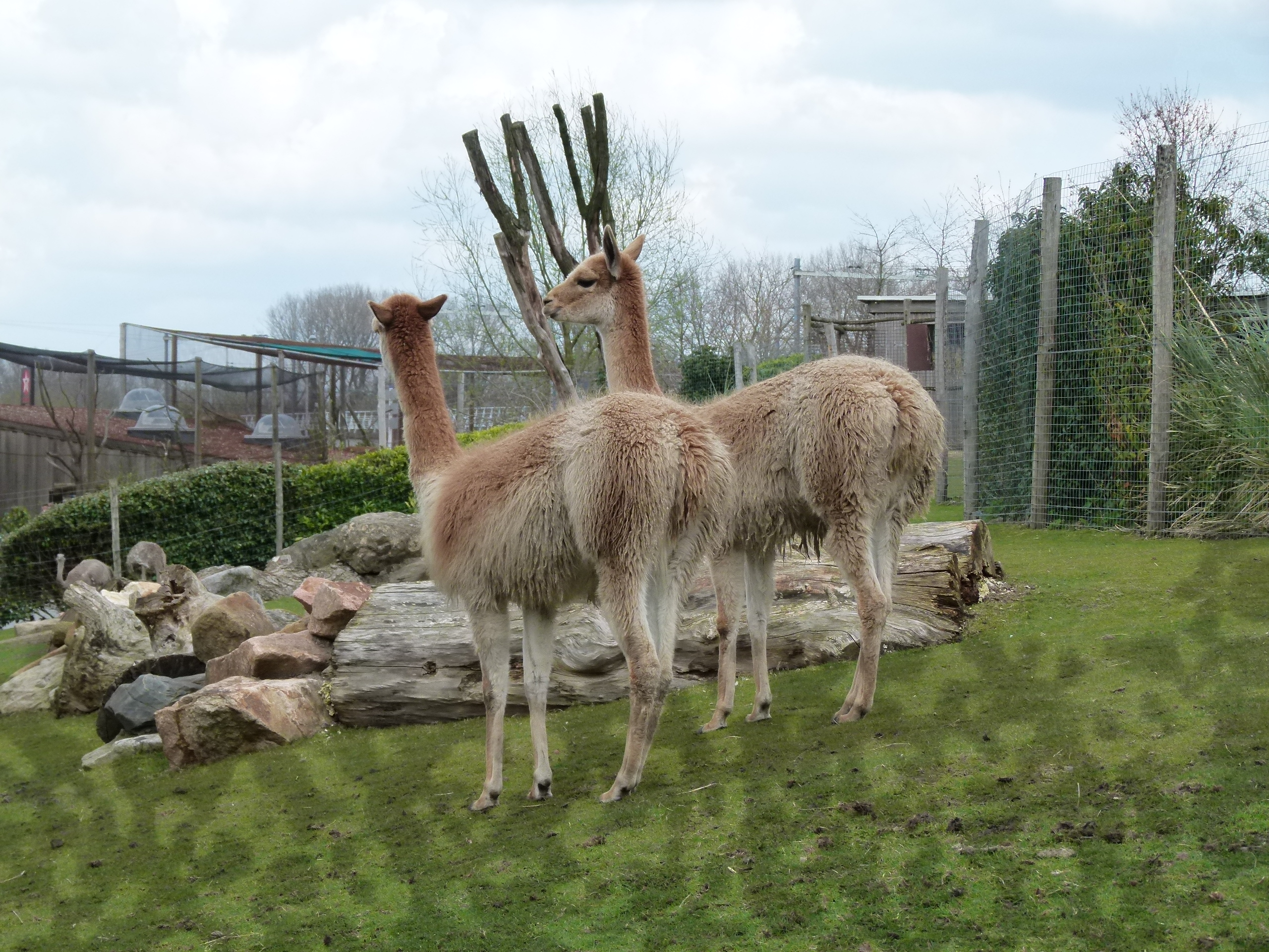 Guanaco