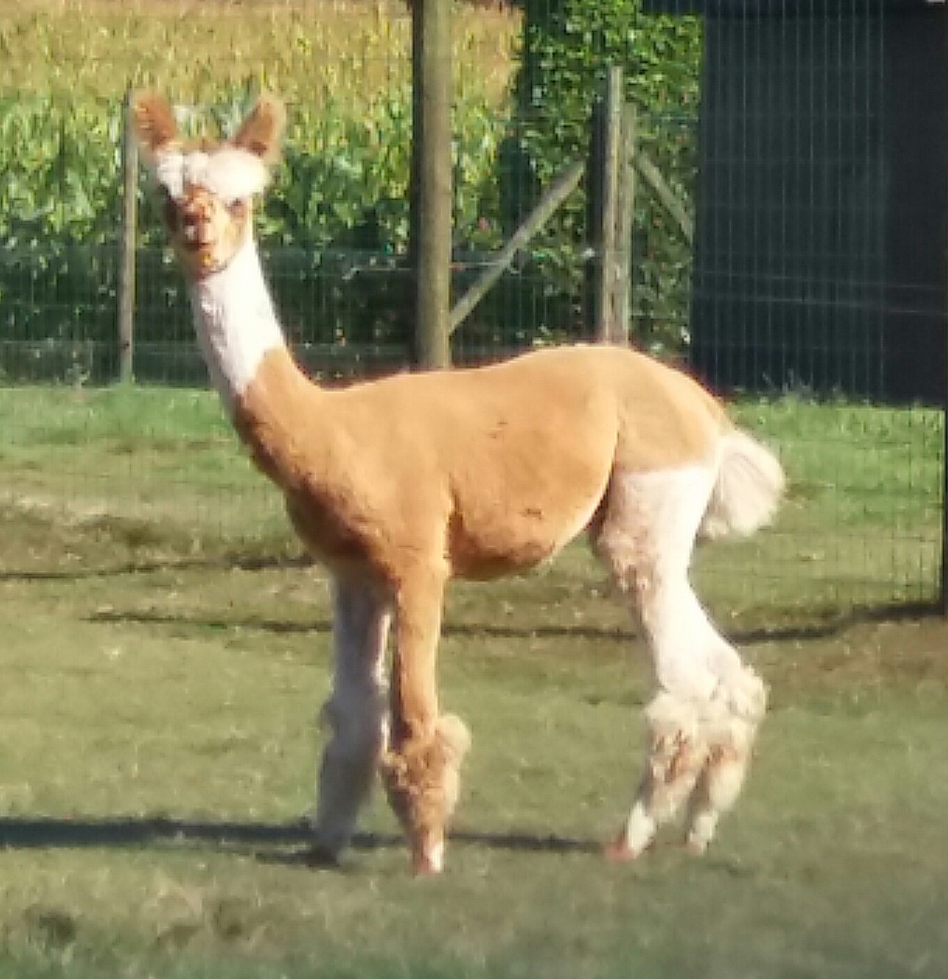 Alpaca Bont