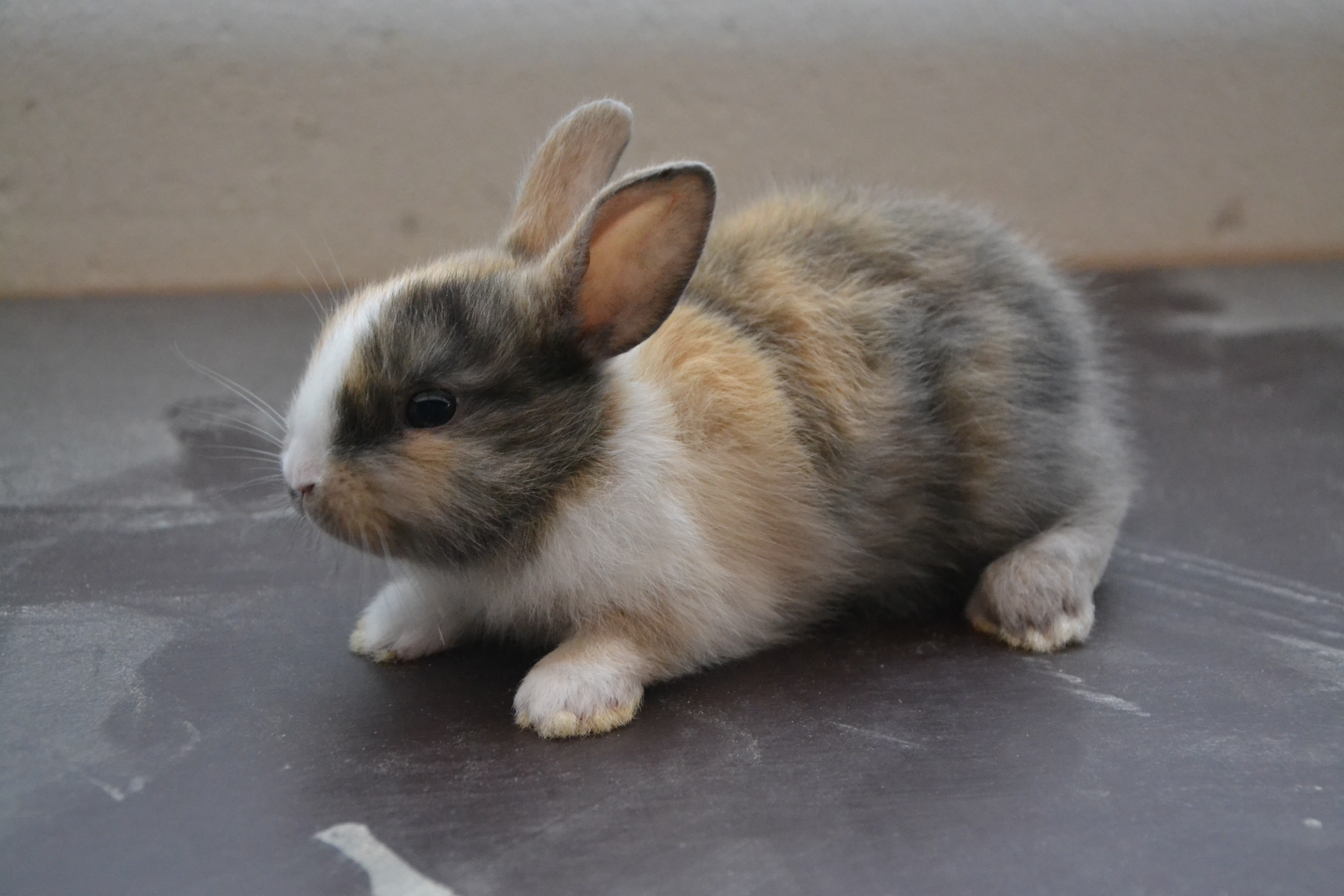 Konijnen winkel Evergem Cavia