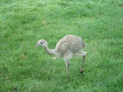 Grijze Nandoe Kuiken