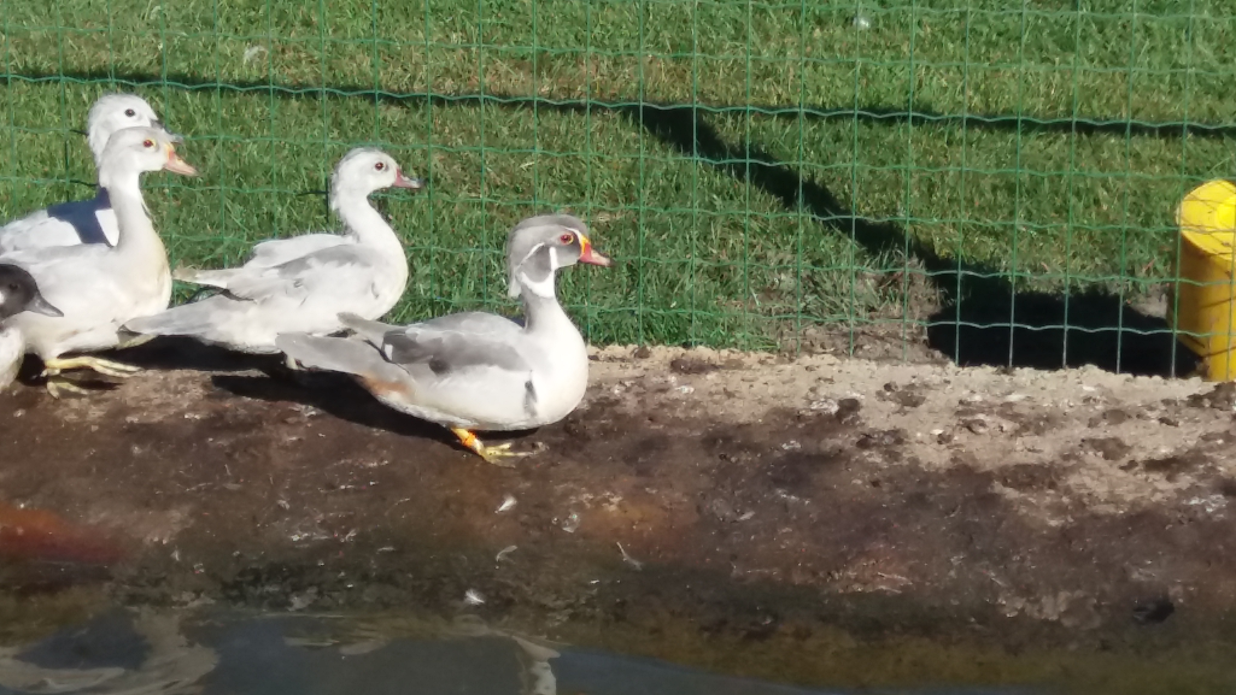 Eenden Winkel Evergem Smient Oost Vlaanderen