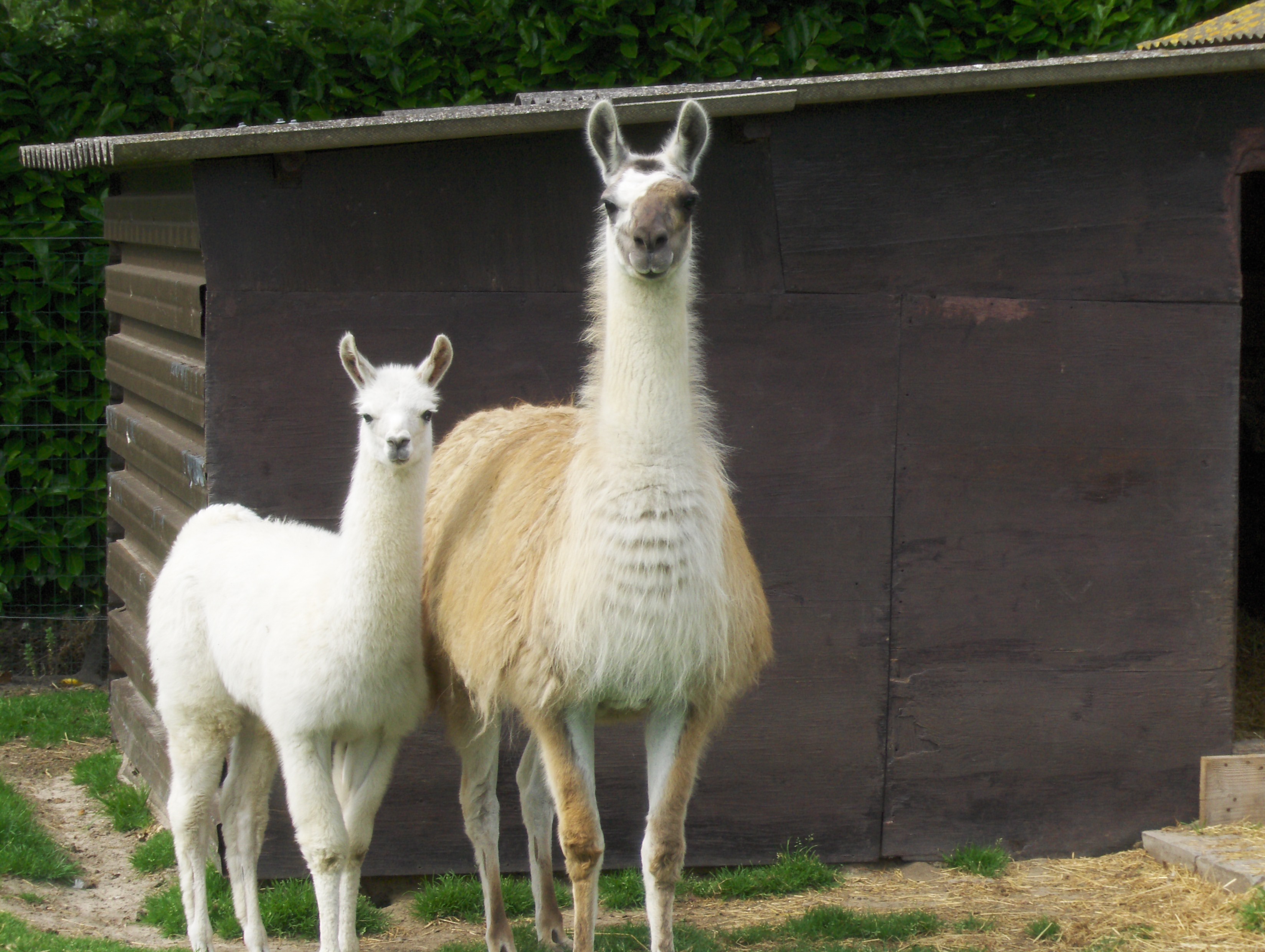 Lama