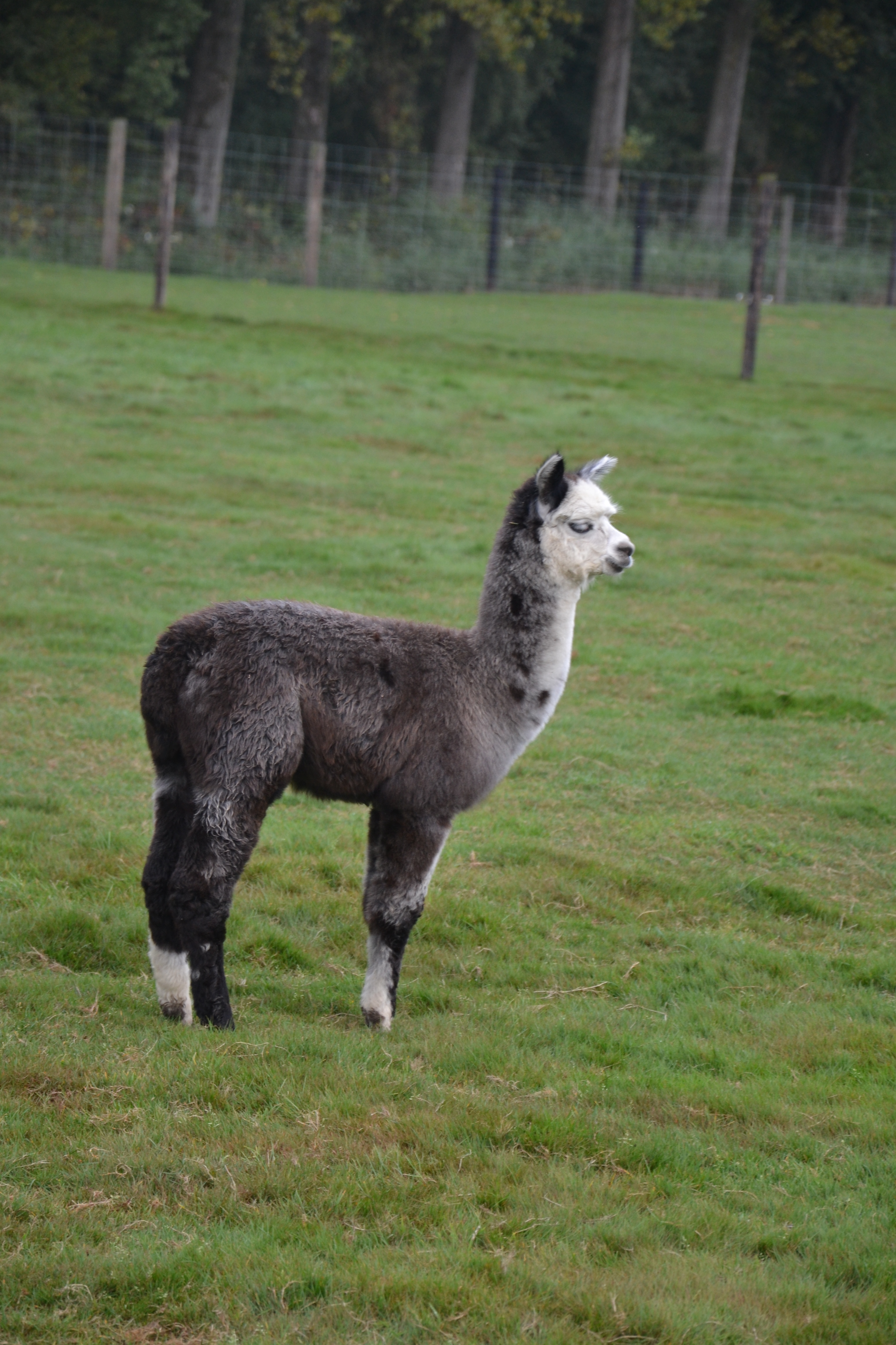 Alpaca Grijs
