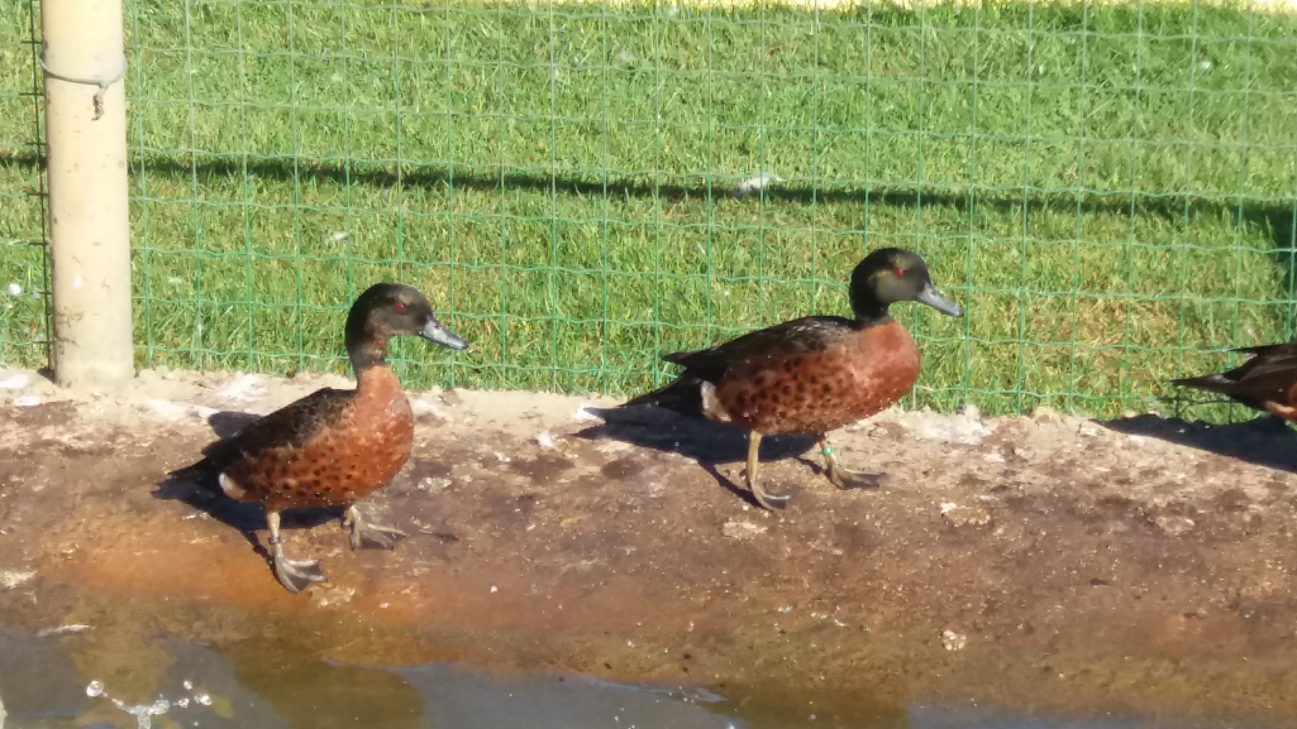 Eenden Winkel Evergem Smient Oost Vlaanderen