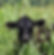 LIVESTOCK