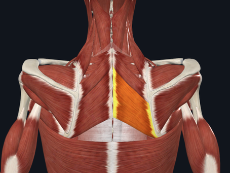 Rhomboid Major and Minor Muscles: Understanding the Shoulder Blades' Stabilizers