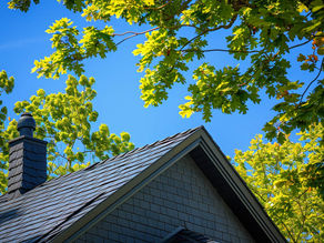 The Impact of Trees on Your Roof