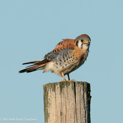 American Kestrel