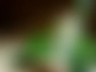 La sève de bouleau fraîche et le foie