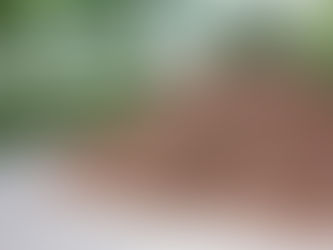 The Ultimate Guide to Choosing the Right Mulch for Your Landscape