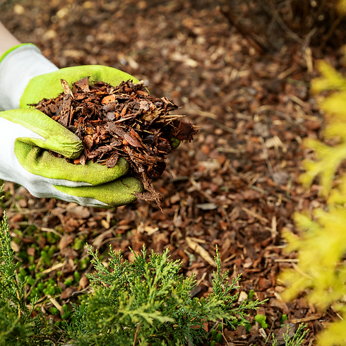 Mulch garden.png