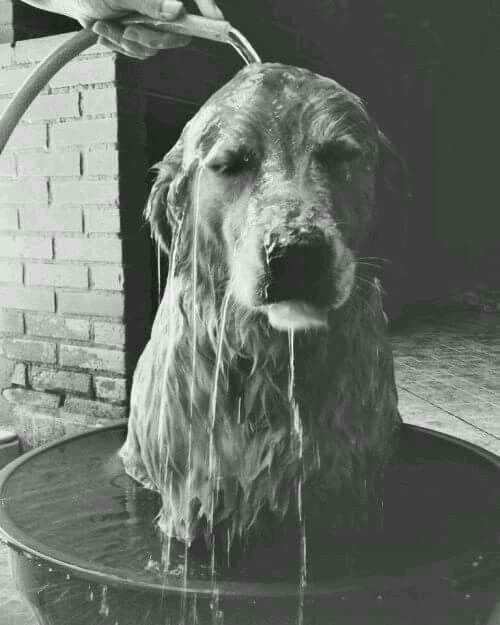 Why Bath Time is an Important Quality of Life Ritual for Senior Dogs