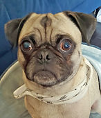 Pugsley