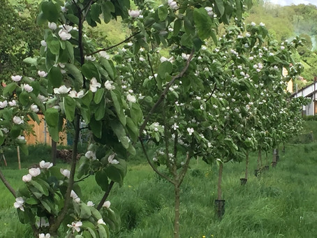 Eine wundervolle Blüte und kein Frost in Sicht. Wir freuen uns auf ein ertragreiches Jahr und die Mö