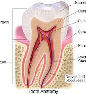 Periodontal (Gum) Treatment