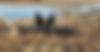 Two black cormorants rest on a branch emerging from a body of water. The birds have their wings spread wide, likely drying them. The background features a calm lake with shallow water and reeds near the shore, creating a serene and nature-focused scene perfect for any Nebraska Waterfowl enthusiast.
