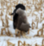 A blurry image of a dog standing in a snow-covered field with remnants of corn stalks. The dog's fur is dark with lighter patches. The overall scene is wintry and rural.