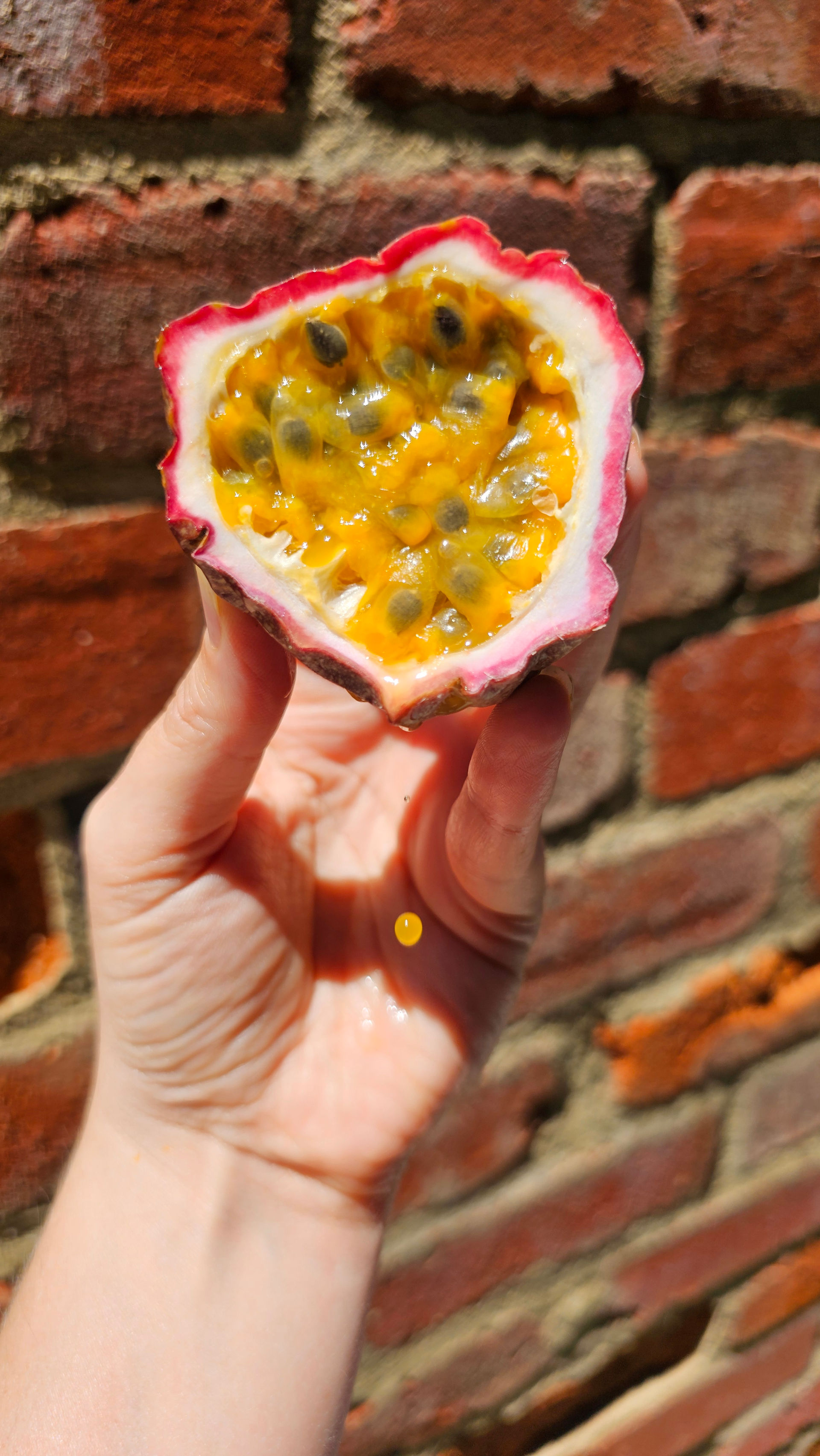 Passionfruit