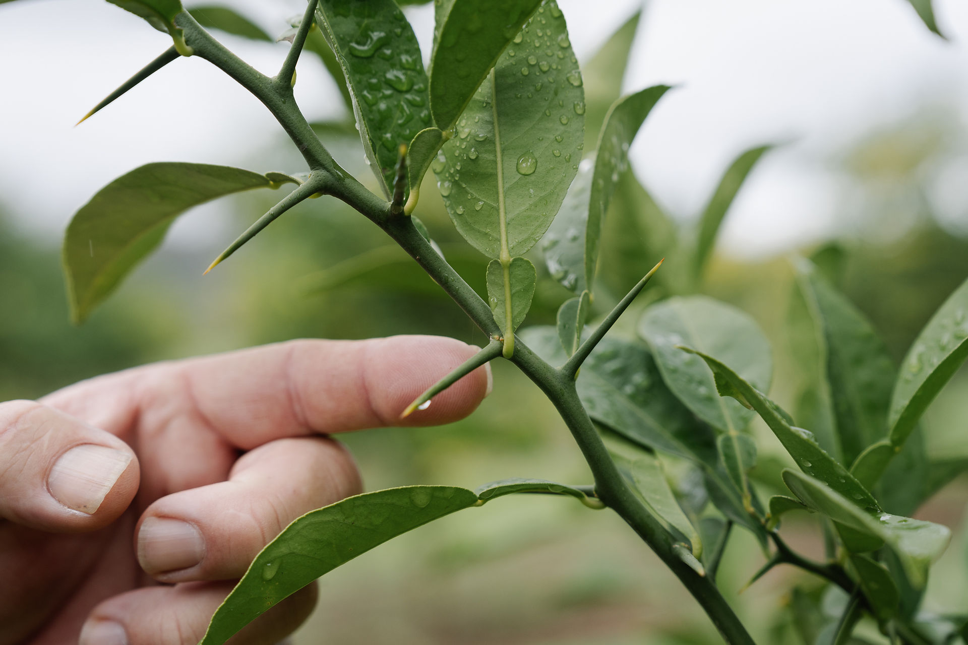 Yuzu thorns