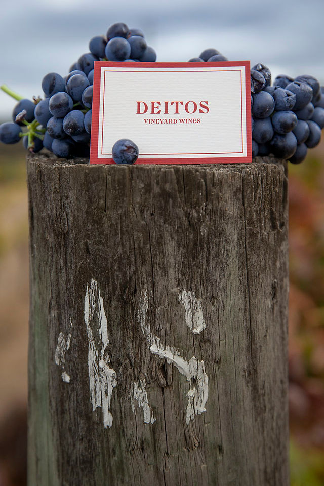 Vineyard