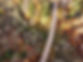 Herbstimpressionen von oben Hoxeler Viadukt-5.jpg