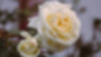 White_Rose_Blooming_In_The_Garden_original_2664254.jpg