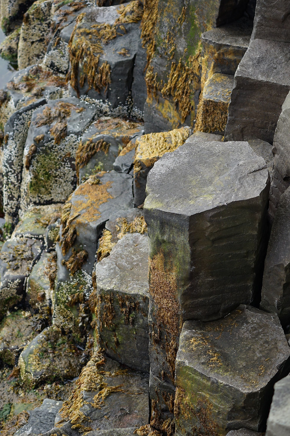 Thumbnail: Lichen On Basalt Columns