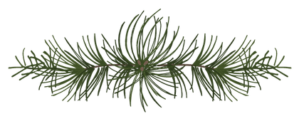 Pine Spruce Branches 4