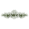 Pine Spruce Branches 4