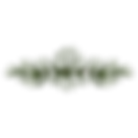 Pine Spruce Branches 4